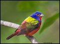 _2SB3768 painted bunting